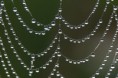 /album/naturalmente1/perle-di-rugiada-su-ragnatela-di-argiope-jpg/